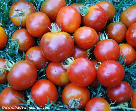 Can Black Matic Tomatoes Help Fight Cancer? The Latest Research
